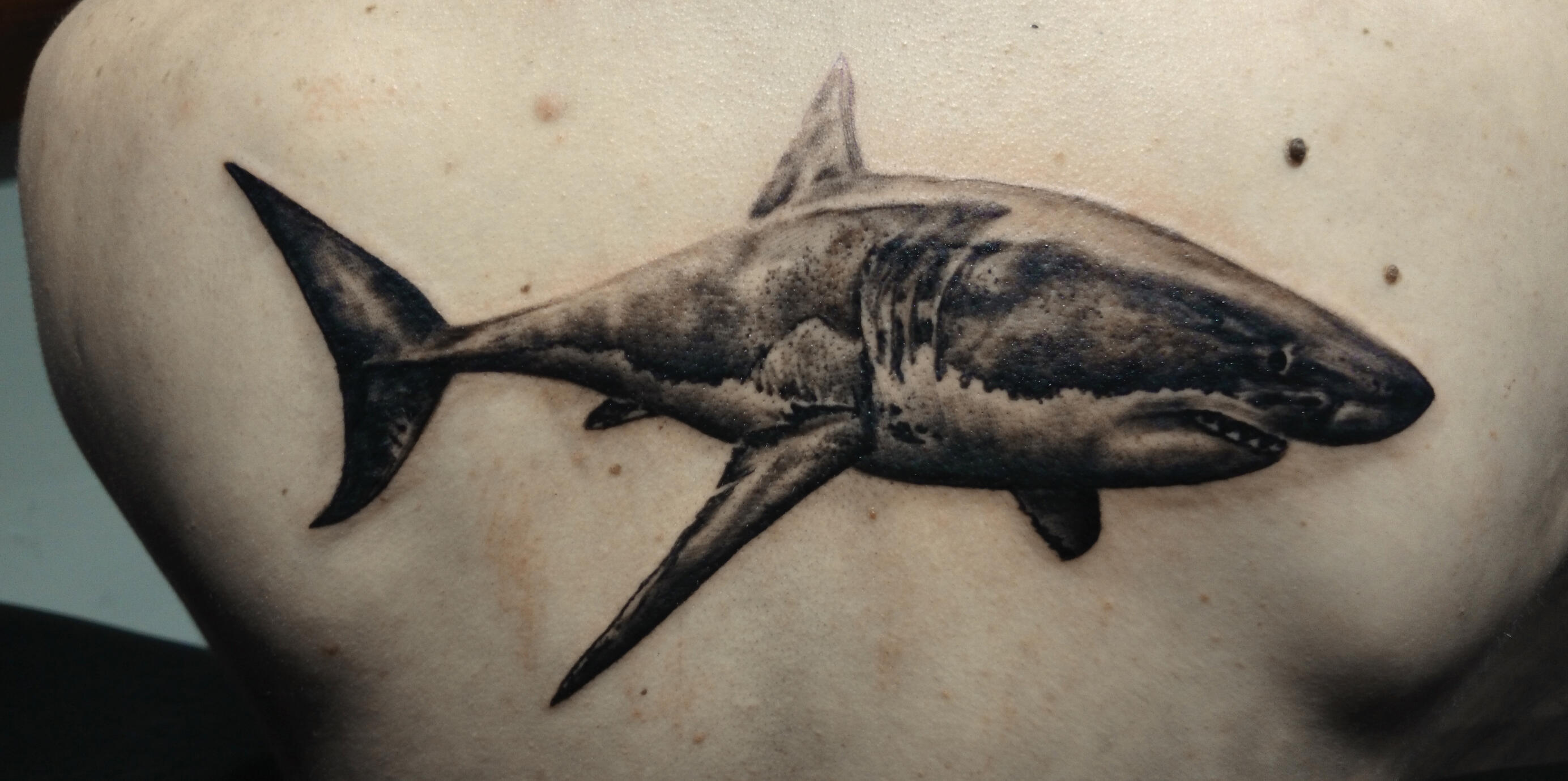 Rob's shark